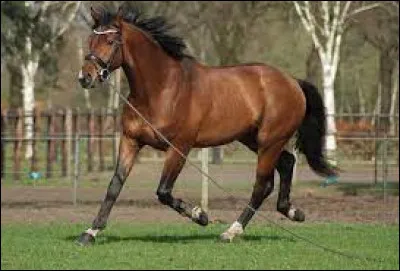 Comment remettre au pas un cheval qui est au trot ?