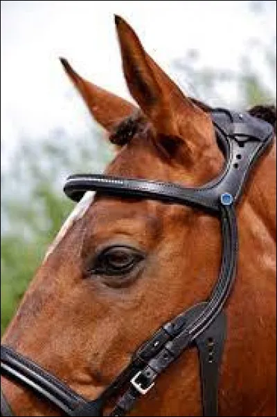 Comment s'appelle la partie du filet qui est placée devant les oreilles du cheval ?
