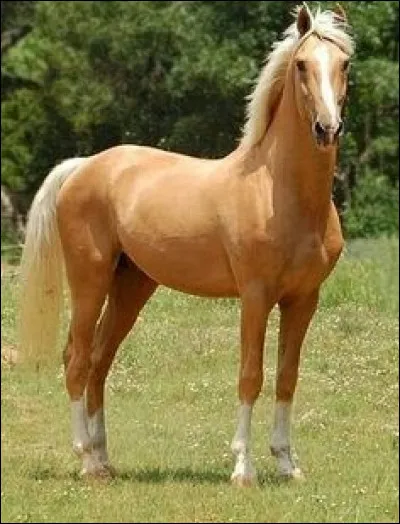 Comment s'appelle la robe du cheval qui est sur la photo ?