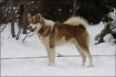 Comment se nomme cette race de chiens de traineaux ?