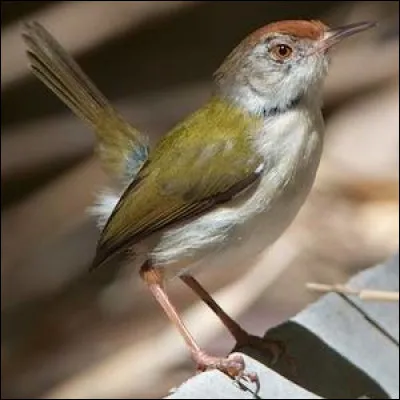 Doit être fidèle à son patron, c'est la...