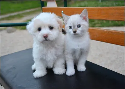 Complète l'expression suivante : appeler un ... un...