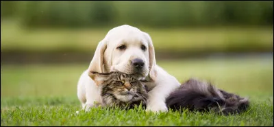 On dit : avoir un mal de...