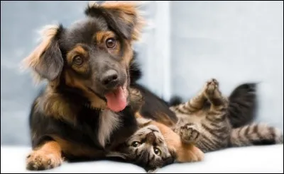 Complète cette expression : s'entendre comme ... et...