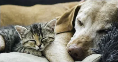 Trouve le mot manquant : il fait un temps de...