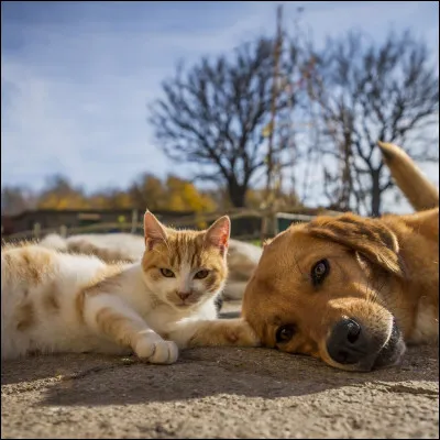 On dit : avoir un air de ... battu.