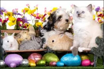 Parmi ces animaux, lequel veux-tu ?