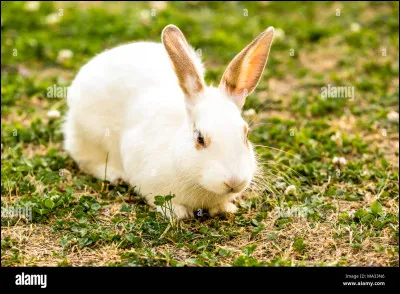 Selon la tradition allemande, cétait un lapin blanc qui cachait les ufs. Les enfants fabriquaient alors