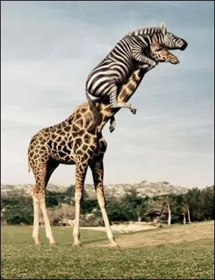 Qui a sauvé Romulus et Rémus ?