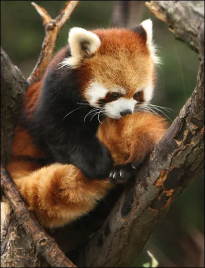 Quest ce que tu aimes chez les pandas roux ?