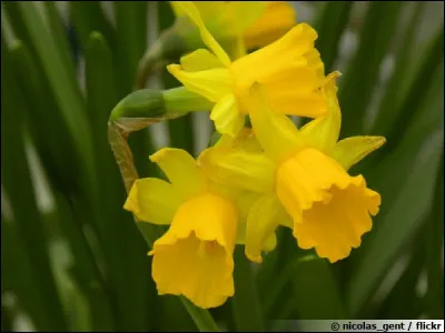 De quelle plante le mot "jonquille" est-elle le nom vernaculaire ?