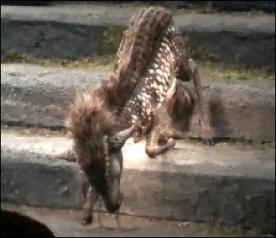 Qui est élu(e) par le qilin en dernier ?