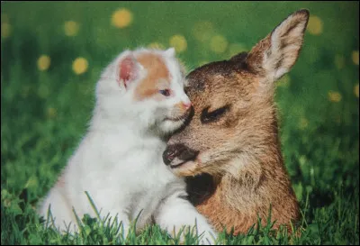 Quel couple préfères-tu ?