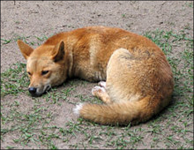 À quelle famille le dingo (en photo) appartient-il ?
