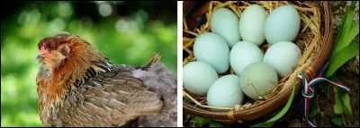 Quelle est la particularité de l'araucana, une race de poule domestique venant du Chili ?