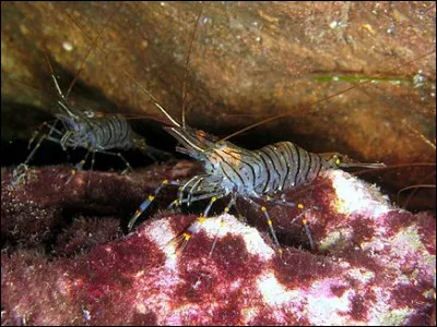 Qui est la voix du documentaire de François Reinchenbach, de 1955, Visages de Paris ?