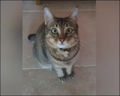 Quel est ton animal préféré ?