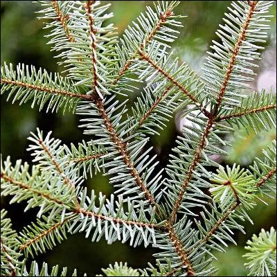Lequel de ces conifères perd ses aiguilles en hiver ?