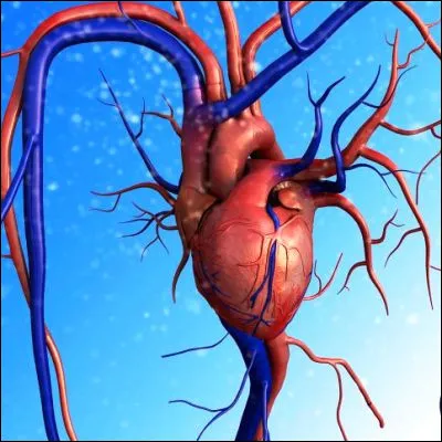 Quel terme désigne huit veines du cou ?