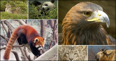 Et comment dit-on "animaux" en anglais ?