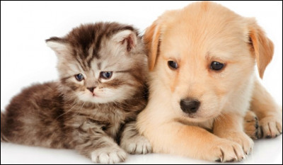 Commençons simplement : comment dit-on "chat et chien" en anglais ?