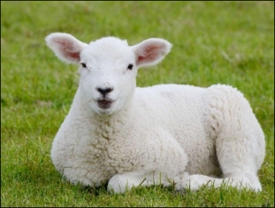Comment dit-on "mouton" en anglais ?
