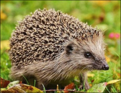 Comment dit-on "hérisson" ?