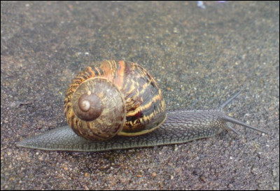 Comment dit-on "escargot" ?