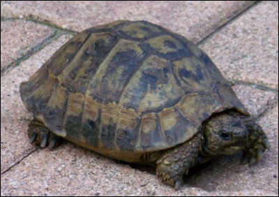 Comment dit-on "tortue" ?