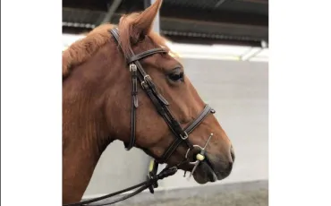 Quiz Galop 1