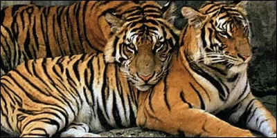 Quelle est la femelle du tigre ?