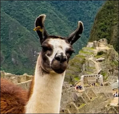 Quelle couleur n'est pas représentée sur cette photographie ?