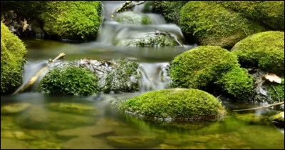 Quels arbres existent ?