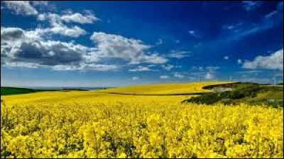 Quelle est cette fleur cultivée pour son huile ?