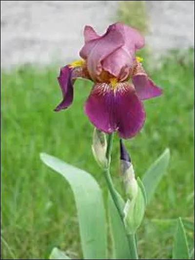 Quel nom porte cette fleur dont la floraison a lieu entre avril et juin ?