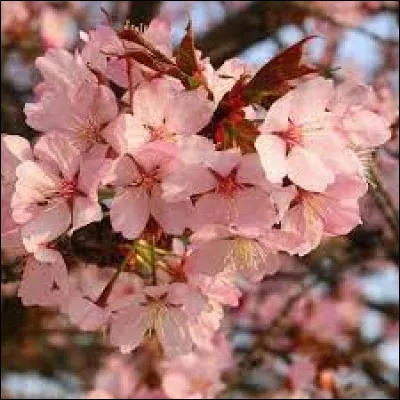 Que signifie le mot japonais "sakura" ?