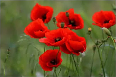 Combien d'années de mariage le coquelicot symbolise-t-il ?