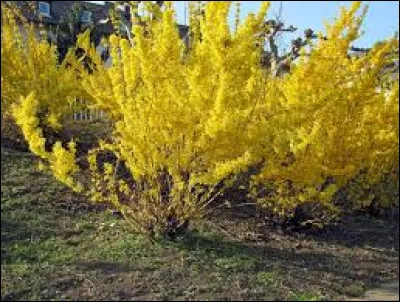 Trouvez le nom correct de cet arbuste dont la floraison ornementale jaune d'or a lieu au début du printemps :
