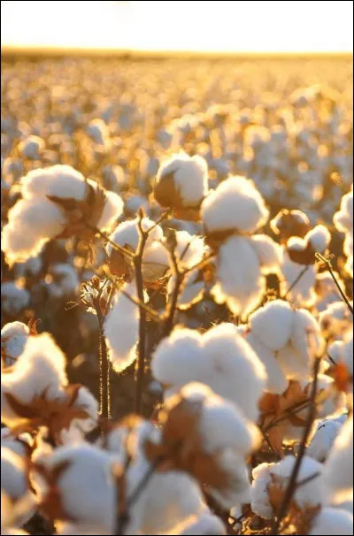 Quelle est ta plus grande qualité ?