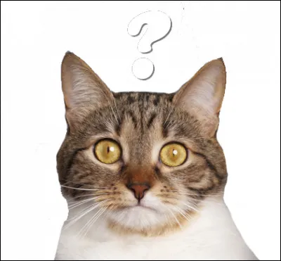 J'ai eu deux chatons avec ma première compagne, mais je ne faisais pas partie du même clan qu'elle. Je suis gris. Qui suis-je ?