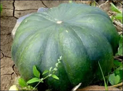 Quelle recette traditionnelle est réalisée dans et avec une courge de fonte ?