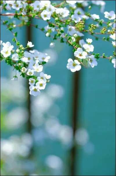 Quand observe-t-on le sunrise ?