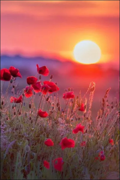 Quel autre nom donne-t-on au cafard ?