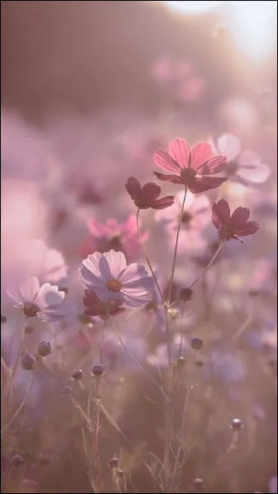 Laquelle de ces villes de France a également ce surnom ?