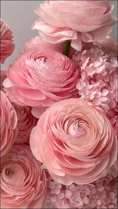 De qui Rose est-elle la fille dans "La Petite Maison dans la Prairie" ?