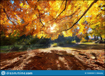 Passé composé : 
Nous ... dans la forêt.