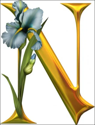 Narval : quelle est l'espérance de vie d'un narval, appelé aussi, licorne de mer ?