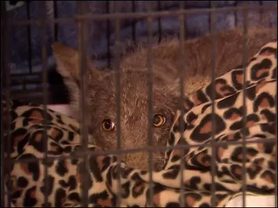 Quel animal préfères-tu ?