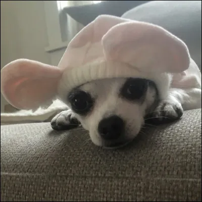 Ton humain parfait serait :