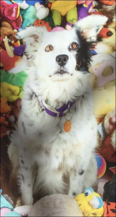 Quel est ton plus grand défaut parmi ceux-là ?